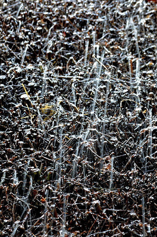gradier_310509_036