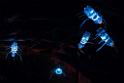 Heleu16_35100_54