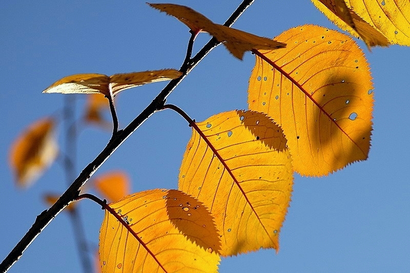 gartenblatt03