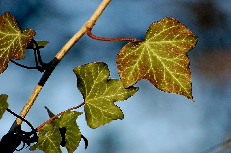 herbstblatt02