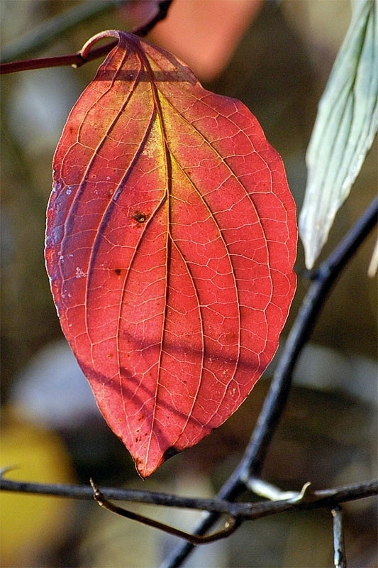 herbstblatt07