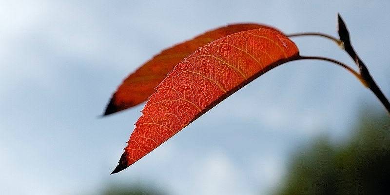herbstblatt08_2