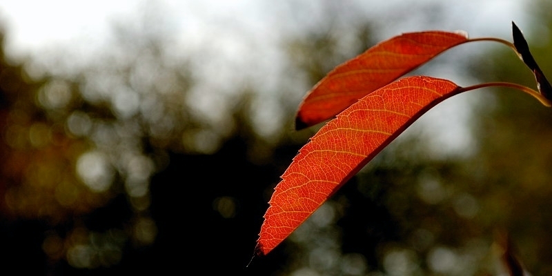 herbstblatt10