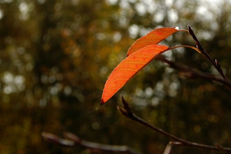 herbstblatt11