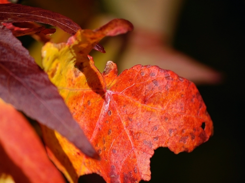 herbstblatt12_ling