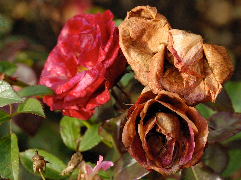 maxi0211_009