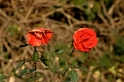 maxi0211_014