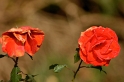 maxi0211_015