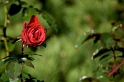 rose03