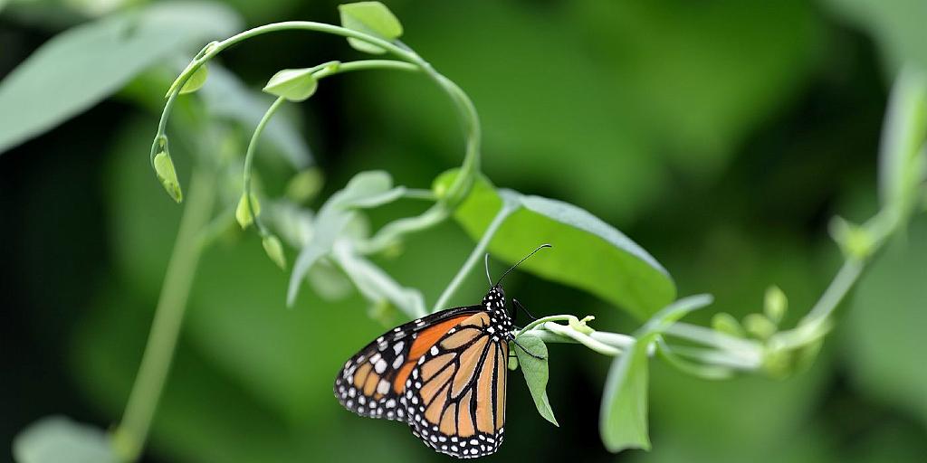 14_3003_lings3_5611