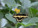 14_0604_lings4_0062