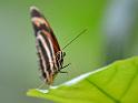 14_0604_lings4_0123
