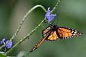 14_0604_lings4_0127
