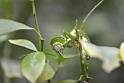 14_0604_lings4_0191