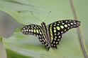 14_0604_lings4_0198