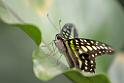 14_0604_lings4_0203