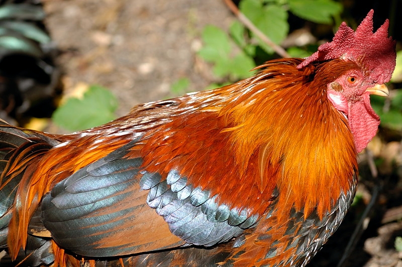 herbsthuhn