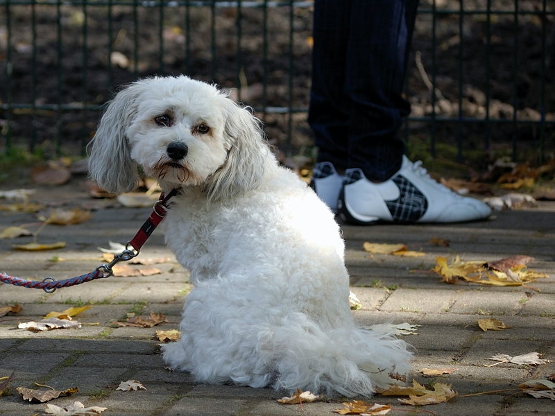hund01