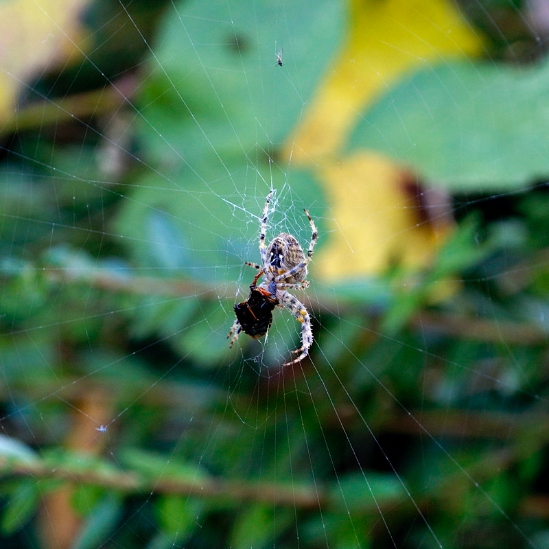 spinne01