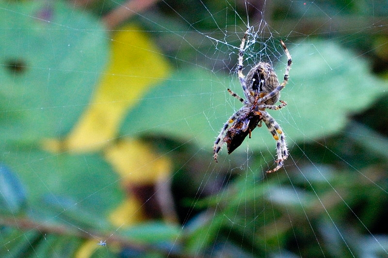 spinne02