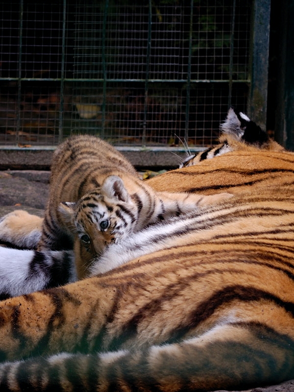 tiger01
