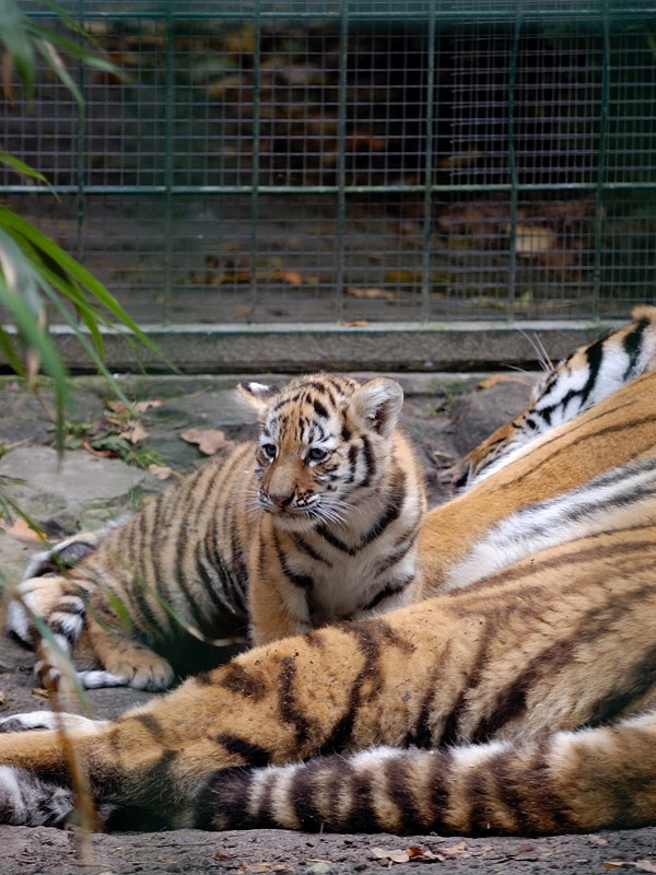 tiger02