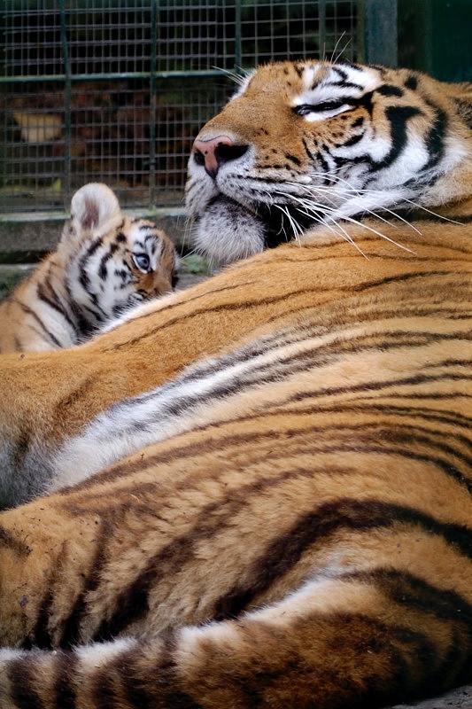 tiger03