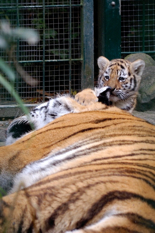 tiger05