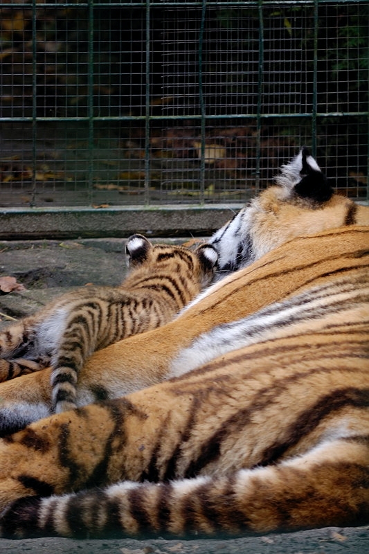 tiger06
