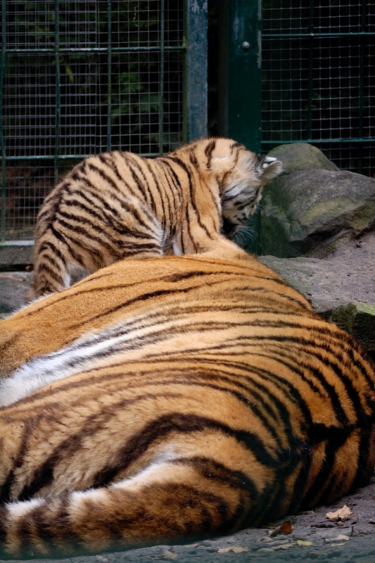tiger07