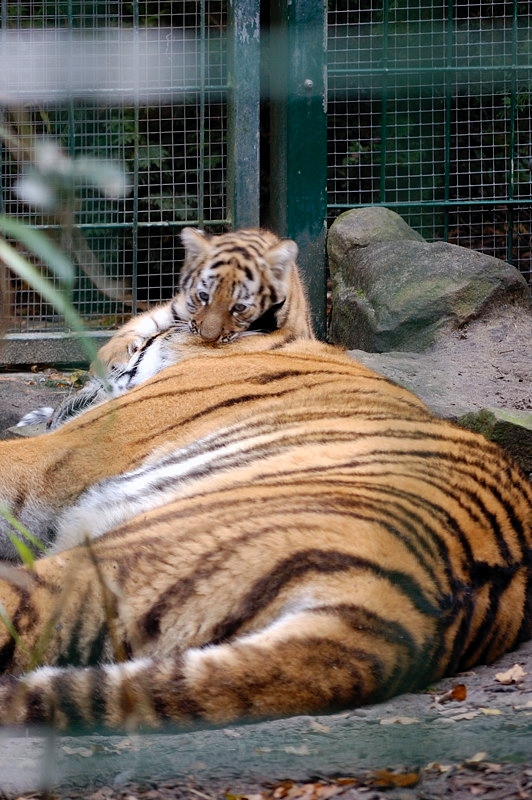 tiger08