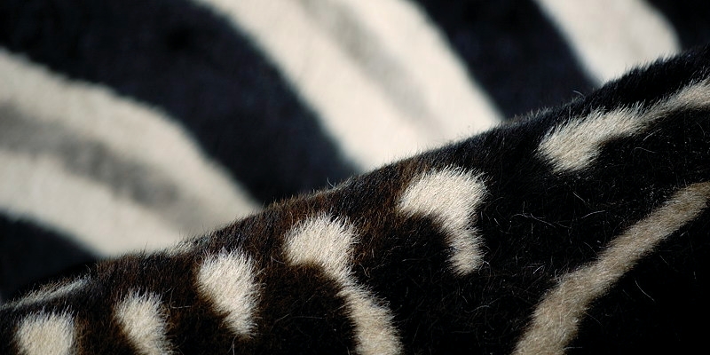 zebra02