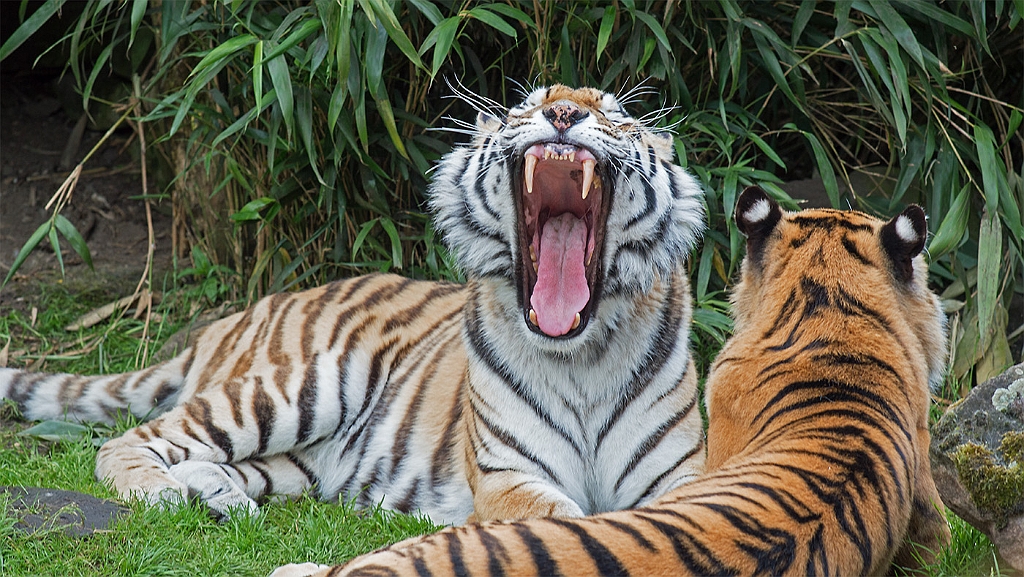 15_3005_utmszoo_104