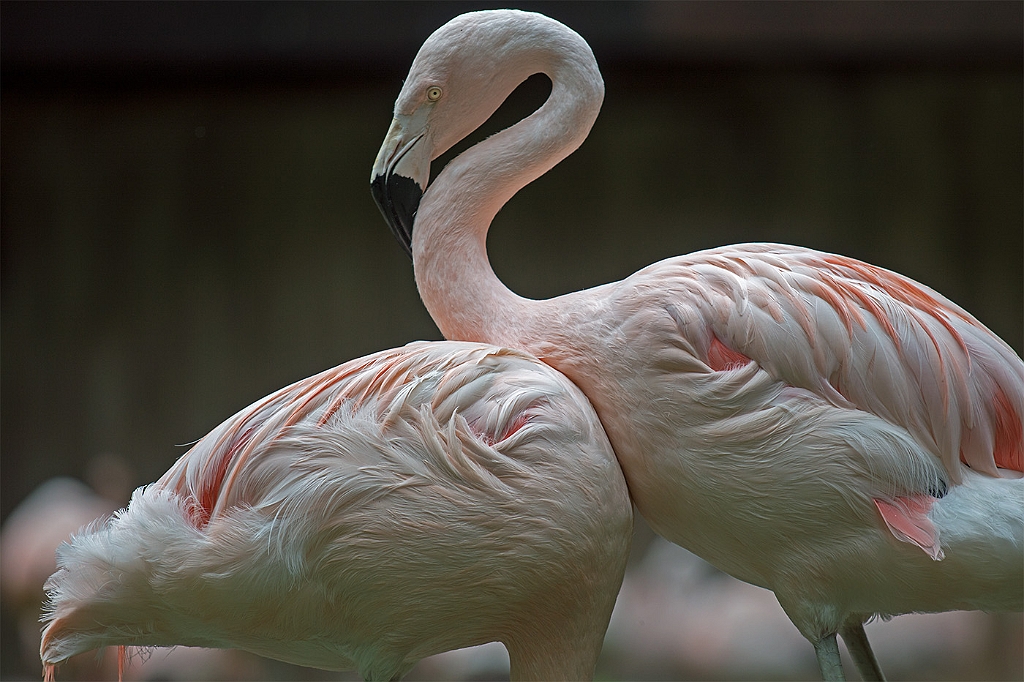 15_3005_utmszoo_276