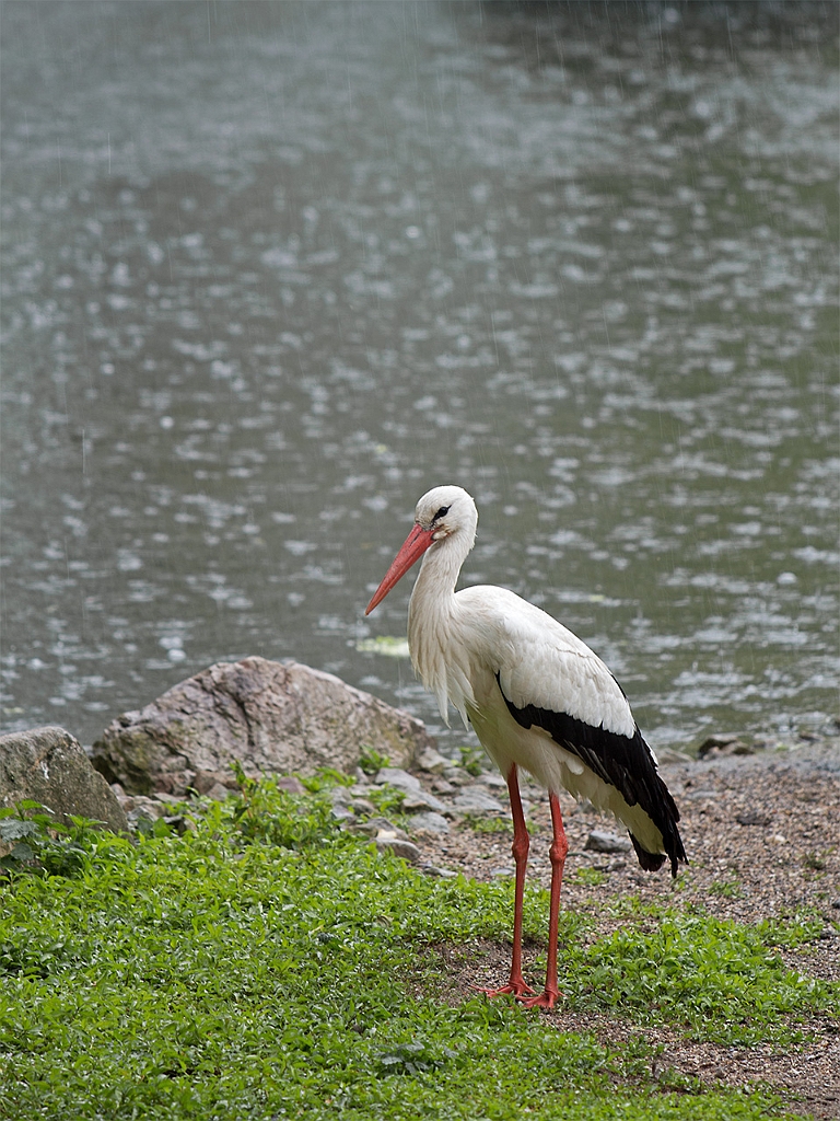 15_3005_utmszoo_322
