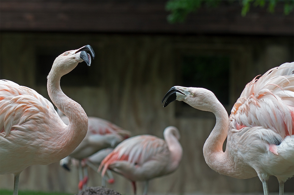 15_3005_utmszoo_375