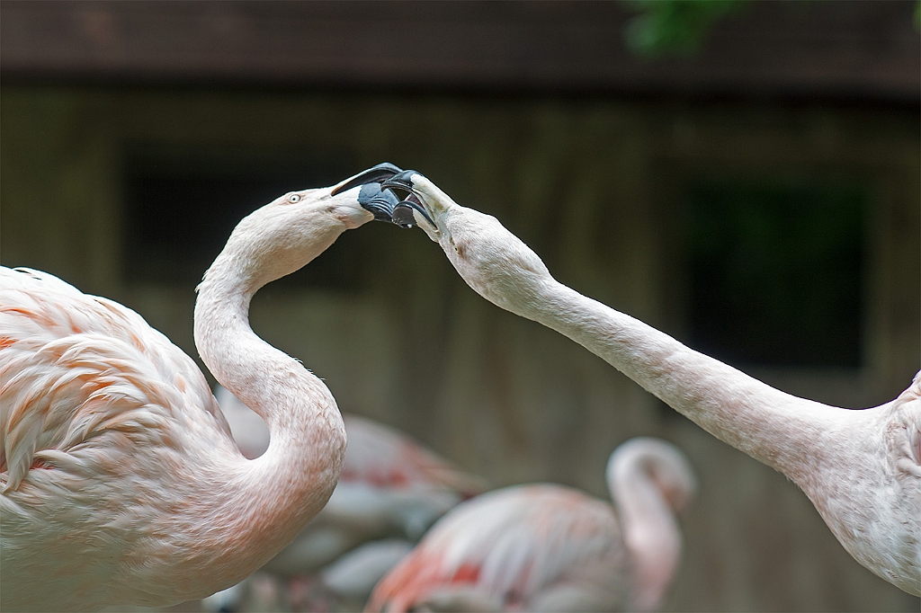 15_3005_utmszoo_377
