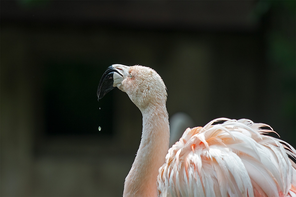 15_3005_utmszoo_397