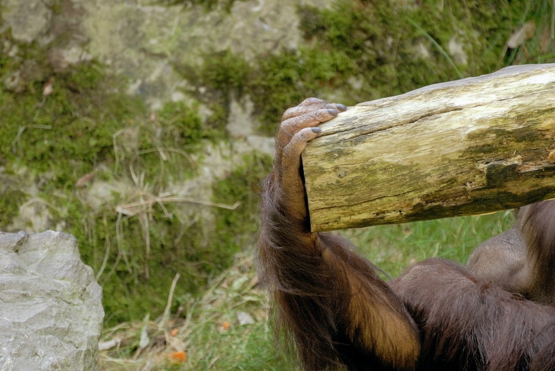 affe02_orang01