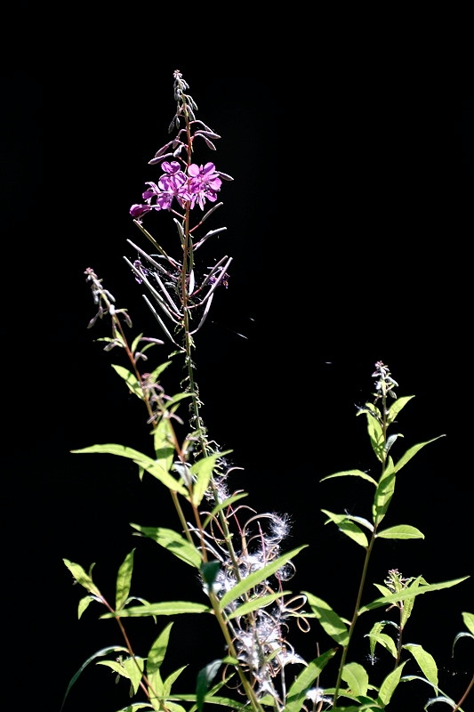 baerenblume01