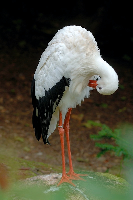 storch01