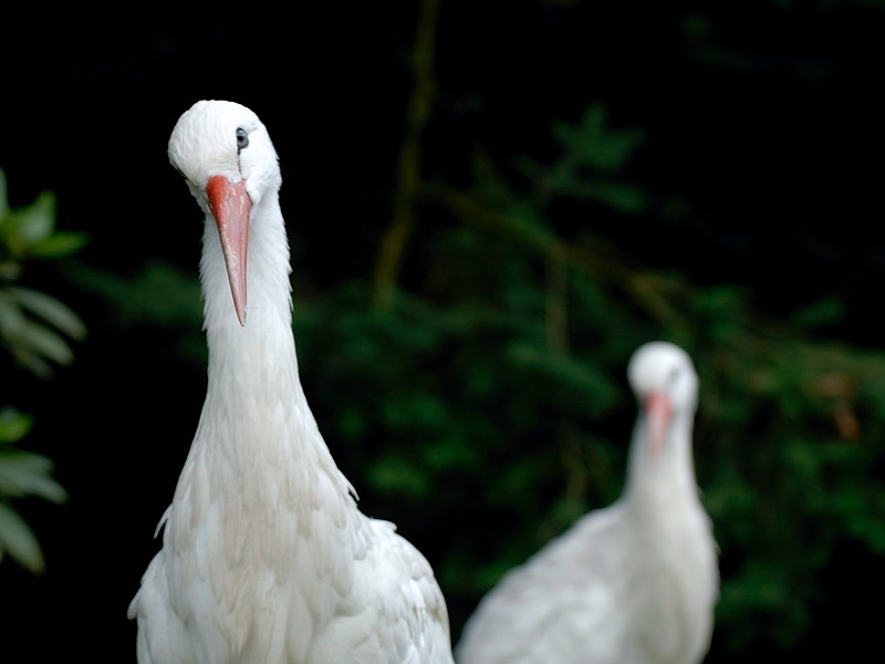 storch03