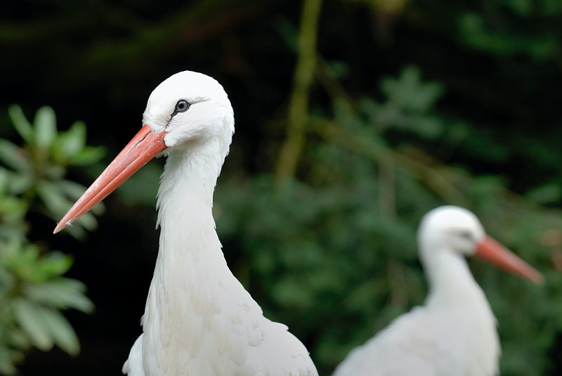 storch04