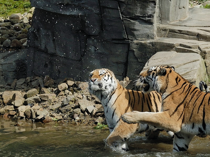 tiger01_klatsch2