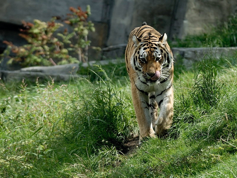 tiger01_lecker