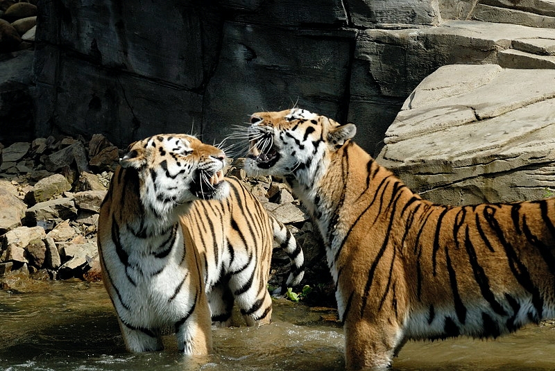 tiger01_peace