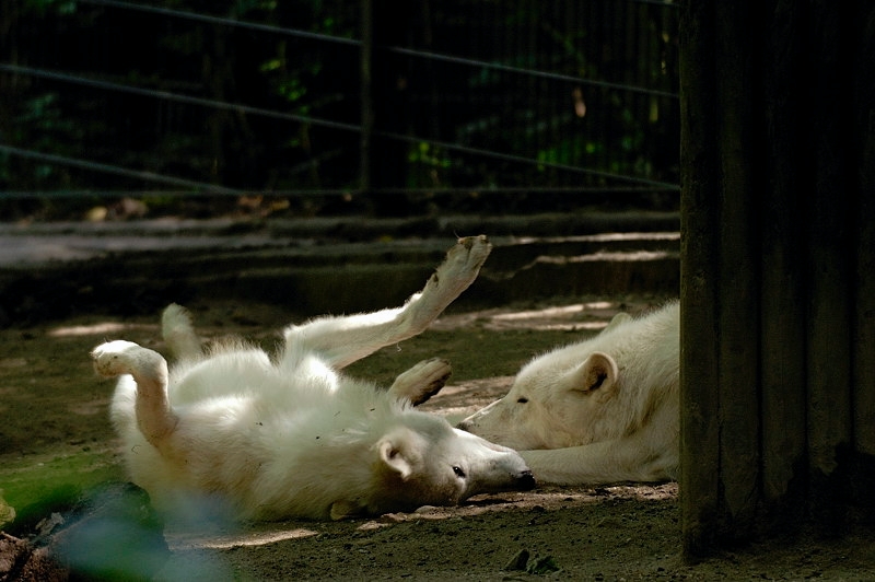 wolf01
