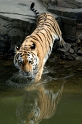 tiger02_spiegel1