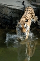 tiger02_spiegel2