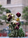 11_nor_2008_oslo_025